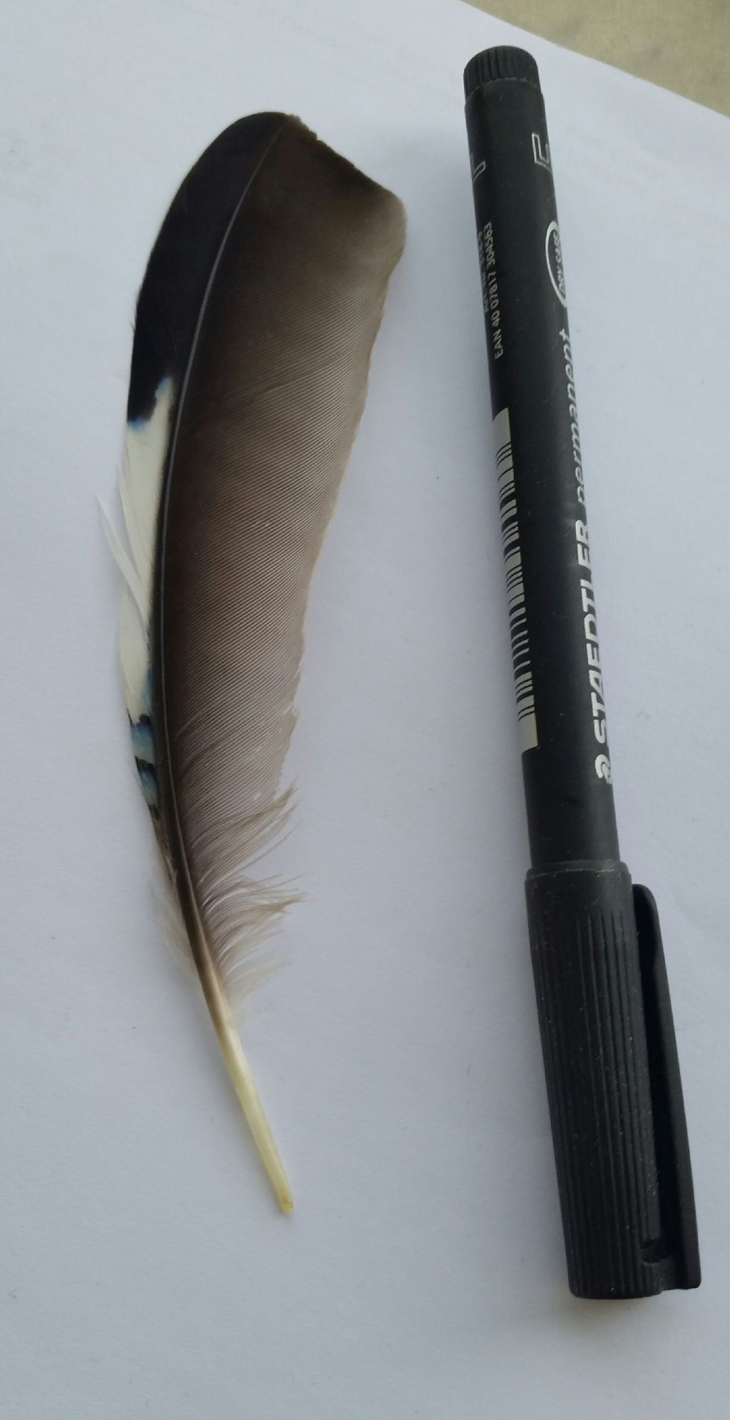 Penna di ghiandaia?  S� !